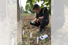 Ceviz ağaçlarının su kullanımı TÜBİTAK destekli projeyle analiz edilecek
