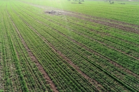 Kuraklık endişesi yaşayan Trakya'da çiftçinin yüzü yağışlarla güldü