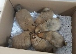 İlaçla uyuttuğu yavru köpekleri kabanının astarı içerisinde gizleyerek getirmiş