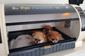 Bulgaristan'dan kaçak yollarla Türkiye'ye getirilen 7 köpek yavrusundan 4'ü kuvöze alındı