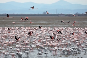 Gala Gölü'nün "pembe tüylü misafirleri" izleyenleri hayran bırakıyor