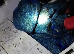 Edirne'de kaçak toplanan 1,5 ton kum midyesi ele geçirildi
