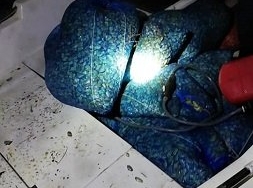 Edirne'de kaçak toplanan 1,5 ton kum midyesi ele geçirildi