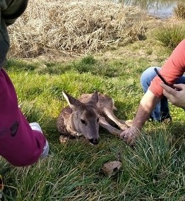Kocaeli'de bitkin bulunan karaca tedavi altına alındı