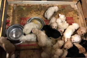 Kapıkule'de bir otobüste 23 cins yavru köpek yakalandı