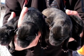 yavru-köpekler-öldü