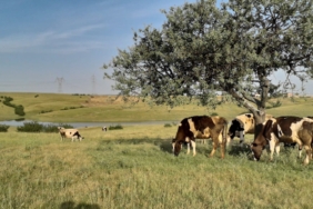 ahlat