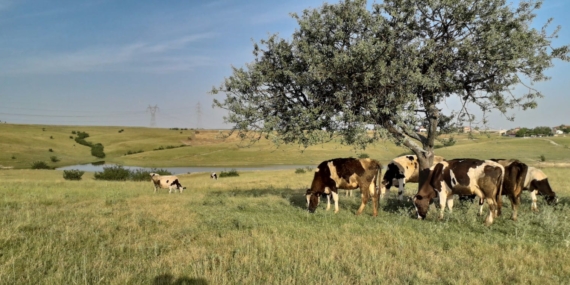 ahlat