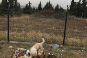 köpek-bakımı-h.g.ercan