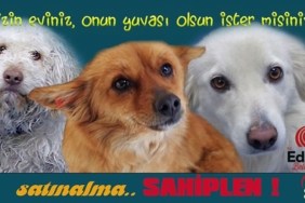 can-dostlarimiz-sahiplenmeyi-bekliyor