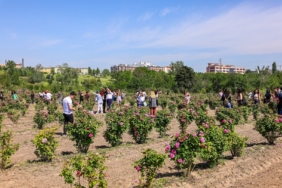 edirnegülhasadı