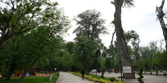 söğütlük