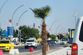edirne-palmiye-ağacı