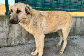 sürüklenen-köpek-edirne-belediyesi